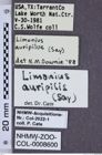 Etiketten zu Limonius auripilis (NHMW-ZOO-COL-0008600)